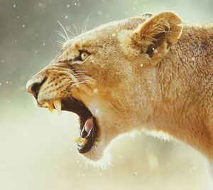 Close-up of roaring lioness