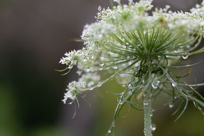 Carrot flower with water droplets