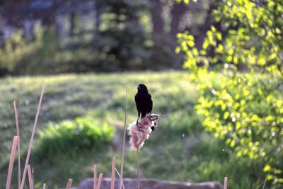 Bird perching on a plant