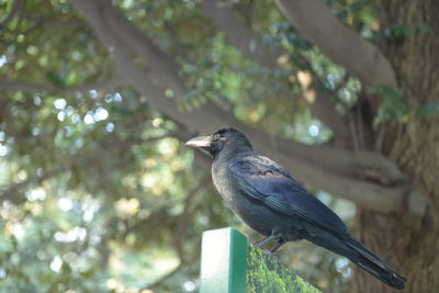 Close-up of  crow bird perching on branch