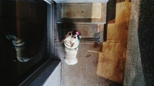 Close-up of dog