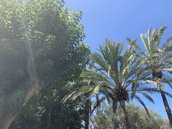 Low angle view of palm trees against clear blue sky