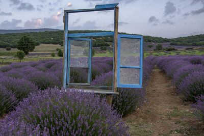 Purple flowering plants on field against sky