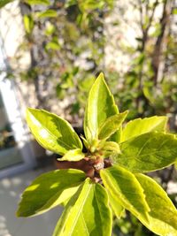 Close-up of fresh green plant