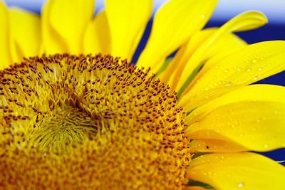 Close-up of yellow flower