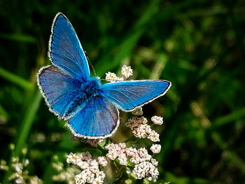 Close-up of butterfly on purple flower