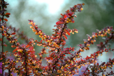 Close-up of autumn leaves on tree