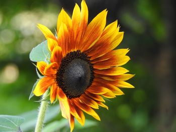 Close-up of yellow sunflower blooming outdoors