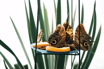 Close-up of butterflies on citrus fruit by plants