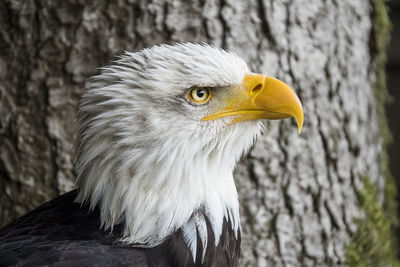 Close-up of eagle