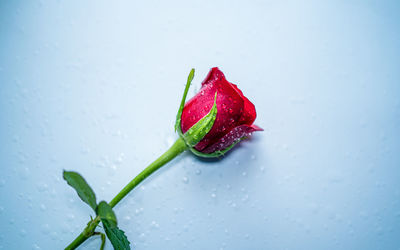 Close view of red rose flower during valentine day