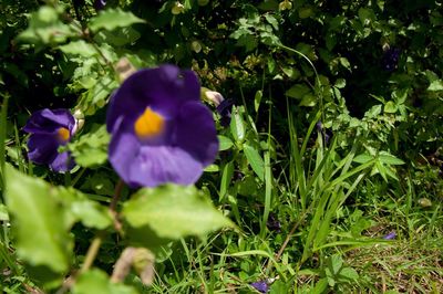 Close-up of purple flowers blooming outdoors