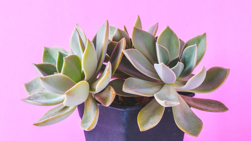 Close-up of succulent plant over pink background