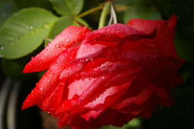 Close-up of wet red rose blooming outdoors