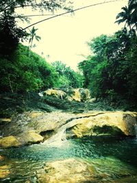 Stream flowing through forest