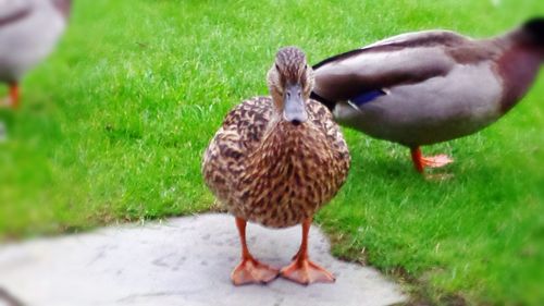 Close-up of duck on field