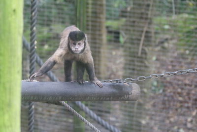 Monkey sitting on a fence