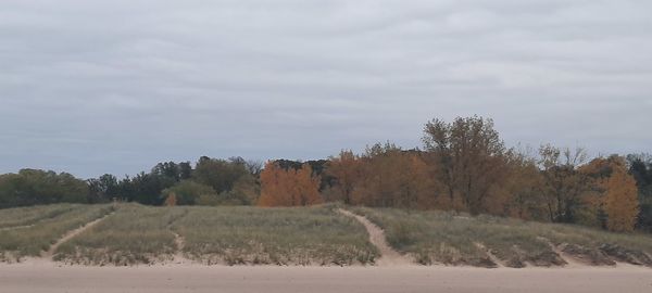 Trees on field against sky