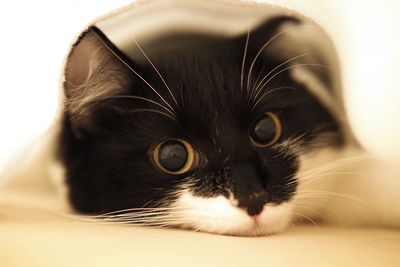 Close-up portrait of black cat