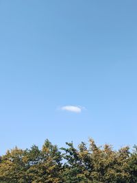 Low angle view of trees against clear blue sky