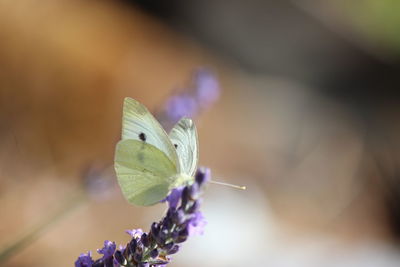 Close-up of butterfly pollinating on purple flower