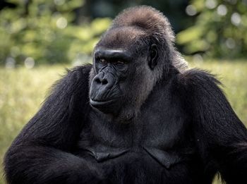 Close-up of gorilla sitting outdoors