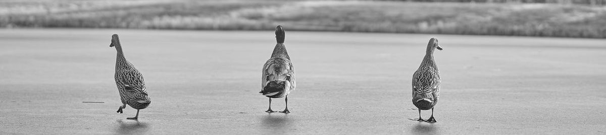 Birds on riverbank