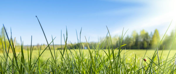 Fresh green grass with ladybug and sun rays, in spring summer outdoors, banner, copy space.