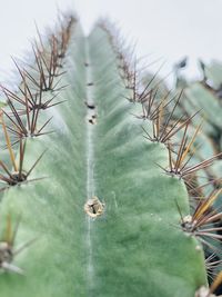 Close-up of succulent plant