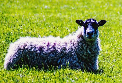 Portrait of an animal on field