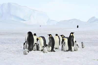 View of birds on frozen land