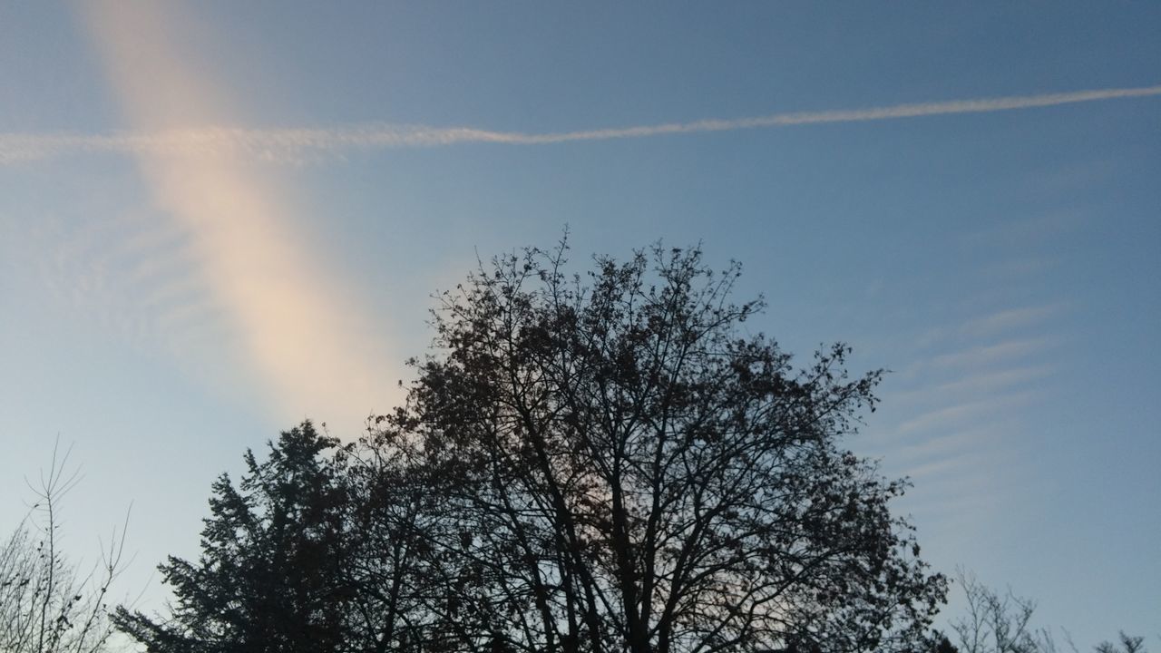 tree, low angle view, sky, tranquility, branch, beauty in nature, nature, blue, bare tree, growth, scenics, tranquil scene, cloud - sky, silhouette, treetop, outdoors, high section, day, no people, cloud