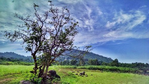 Scenic view of grassy field against sky