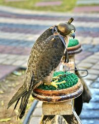 High angle view of hooded hawk perching railing at cobbled street