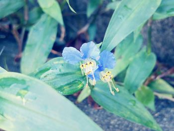 High angle view of insect on flower