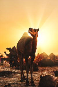Low angle view of a camel against sunny sky in golden hours