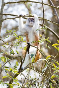 Low angle view of monkey on tree branch