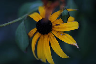 Close-up of sunflower blooming outdoors