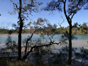 Bare trees in lake against sky