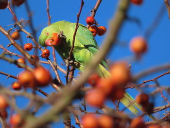 Low angle view of red berries growing on tree