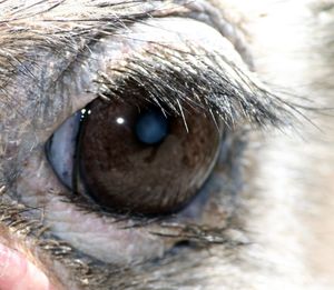 Extreme close up of human eye