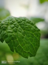 Close-up of green leaves