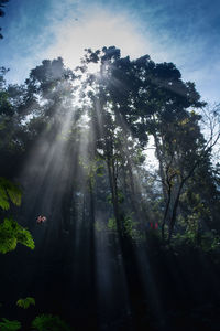 Sunlight streaming through trees in forest