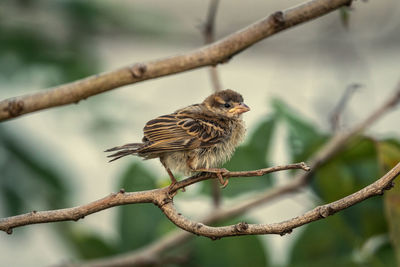 Close-up of bird perching on branch