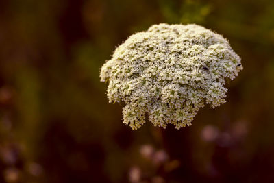 Close-up of white flowering plant on field