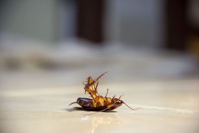 Close-up of insect