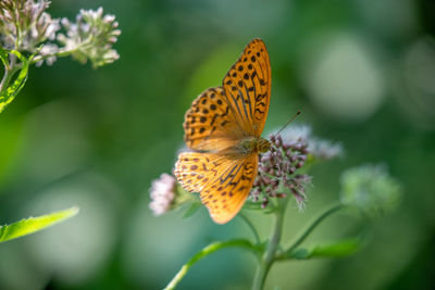 Close-up of butterfly pollinating on flower