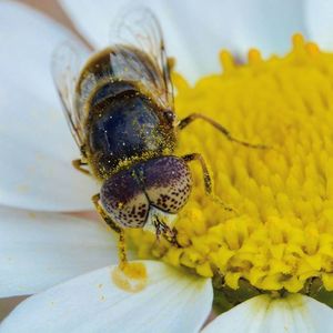 Close-up of bee on flower