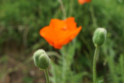 Close-up of orange poppy flower