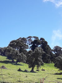 Trees on field against clear blue sky